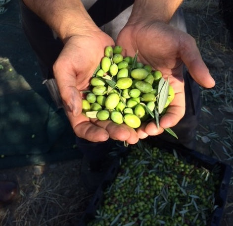 2023 Harvest - Organic Strength >1000 *SOLD OUT*
